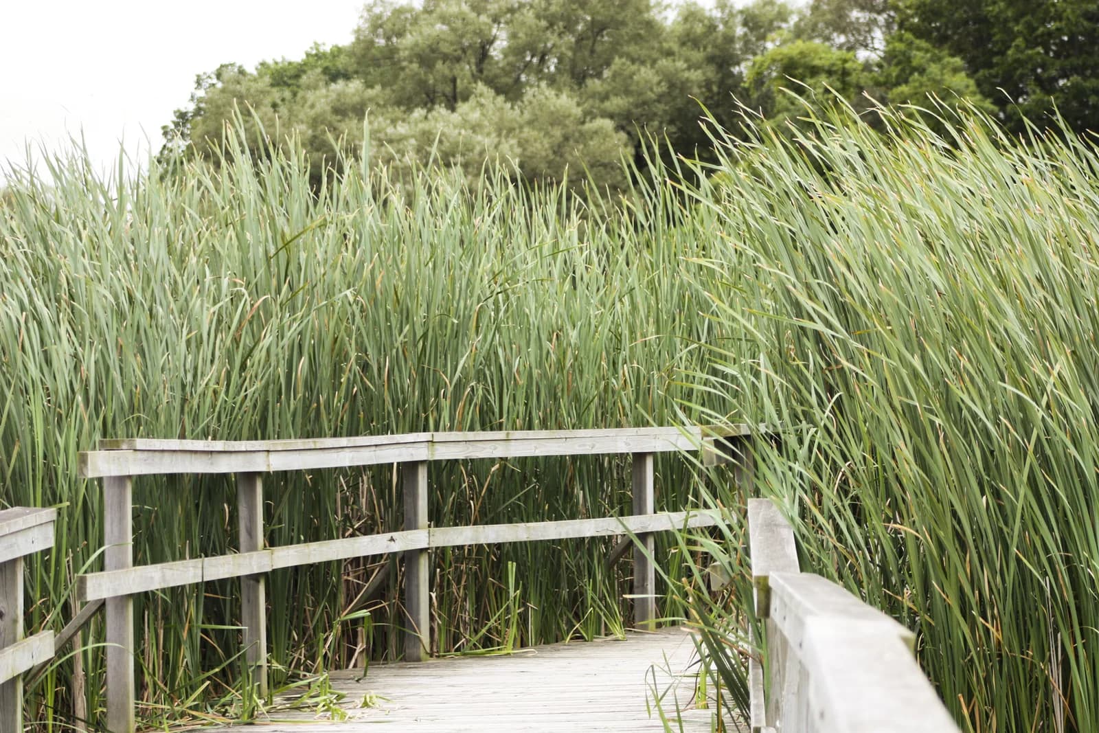Wooden boardwalk and railing surrounded by tall wetland reeds at Lynde Shores.