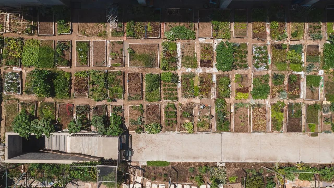 Aerial view of community garden plots with raised beds of growing plants.