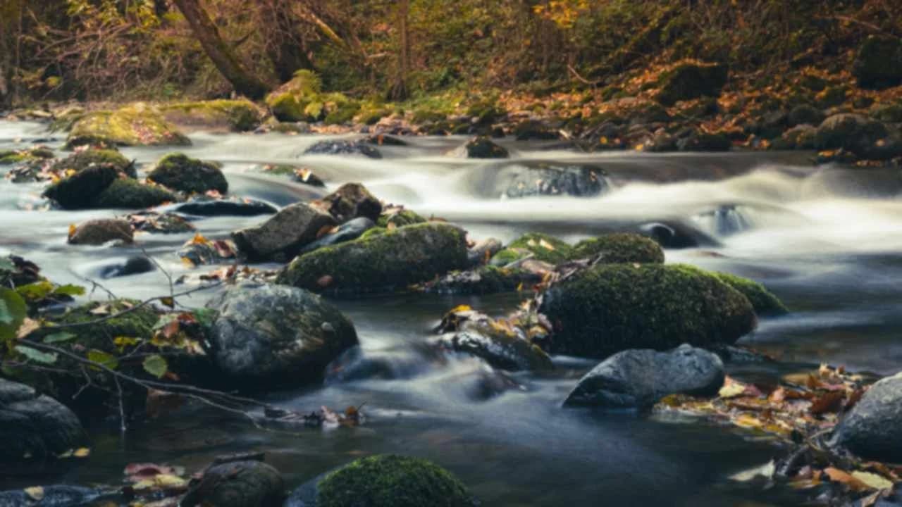A creek flowing over moss-covered rocks through an autumn forest.