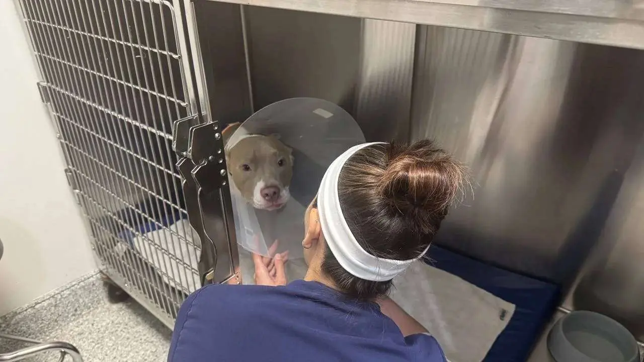 A dog wearing a recovery cone in a kennel at a veterinary clinic, with a caregiver whose face is not visible.