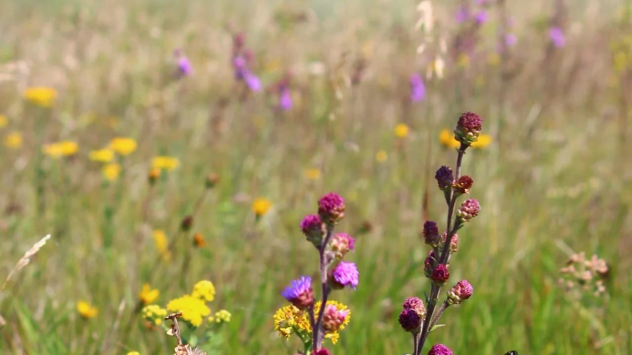 A native prairie pollinator meadow with purple blazing stars and yellow goldenrod wildflowers.